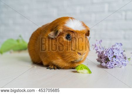 The Red Domestic Guinea Pig Cavia Porcellus, Also Known As Cavy Or Domestic Cavy