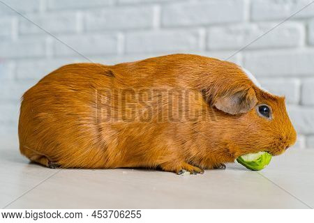 The Red Domestic Guinea Pig Cavia Porcellus, Also Known As Cavy Or Domestic Cavy