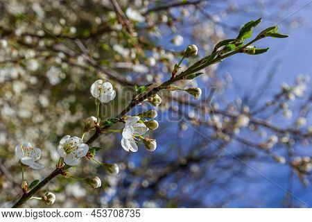 Spring Blossoms Of Spreading Plum Tree, Prunus Divaricata, White Flowers Blooming During Spring Saka