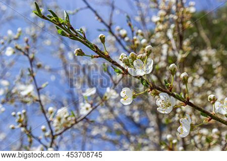 Spring Blossoms Of Spreading Plum Tree, Prunus Divaricata, White Flowers Blooming During Spring Saka