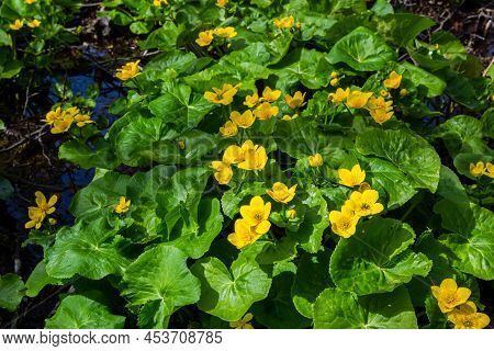 In A Swamp, In The Alder Forest Blossom Caltha Palustris