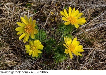 Yellow Forest Flowers Adonis Vernalis, Pheasant's Eye, Spring Pheasant's Eye, Yellow Pheasant's Eye,