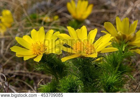Yellow Forest Flowers Adonis Vernalis, Pheasant's Eye, Spring Pheasant's Eye, Yellow Pheasant's Eye,