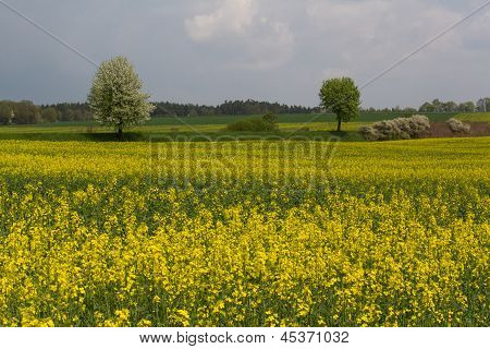 Paisaje de primavera