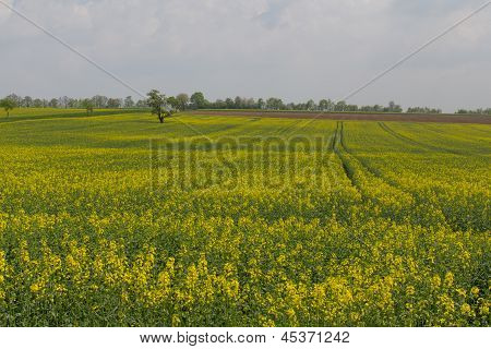 Paisaje de primavera