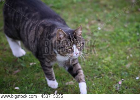 Portrait Of A Free-roaming Tabby Cat In The Village.