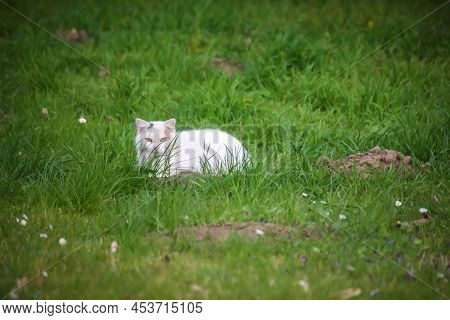 A White Cat In The Grass Observes The Surroundings.