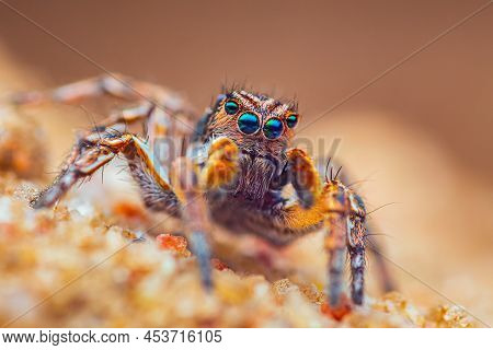 Spider Portrait, Jumping Spider Portrait - Aurelius V-insignitus