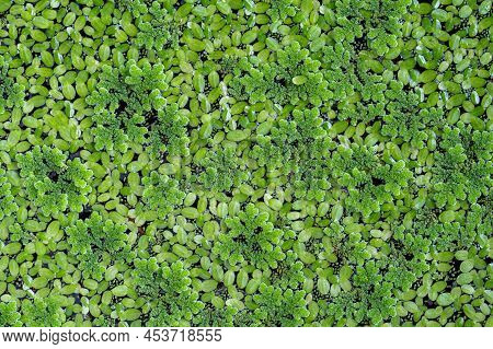 Azolla On The Water ., Green Duckweed On The Water