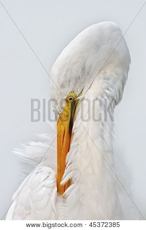 Closeup Preening volavka