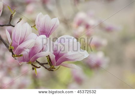 Magnolia