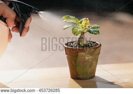 Houseplant Care. People Are Spraying Liquid Fertilizer For The Foliar Feeding On The Dorstenia Plant