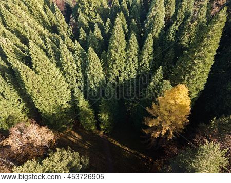 Aerial View Of Old Sequoia Forest Near Village Of Bogoslov, Kyustendil Region, Bulgaria