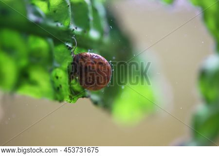 A Post Horn Snail In The Aquarium. Its Shell Is Shaped Like A Post Horn.