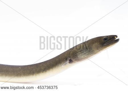 Shortfin Eel Anguilla Bicolor Isolated On White Background