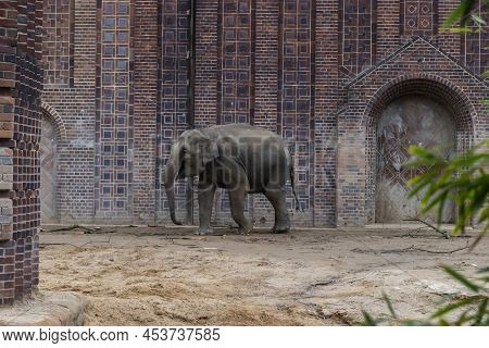Asian Elephants (elephas Maximus), Is The Only Living Species Of The Genus Elephas And Is Distribute