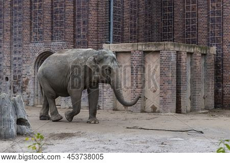 Asian Elephants (elephas Maximus), Is The Only Living Species Of The Genus Elephas And Is Distribute