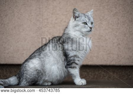 Beautiful Portrait Of Scottish Straight Cat On A Wooden Bench. Grey Striped Scottish Straight-eared 
