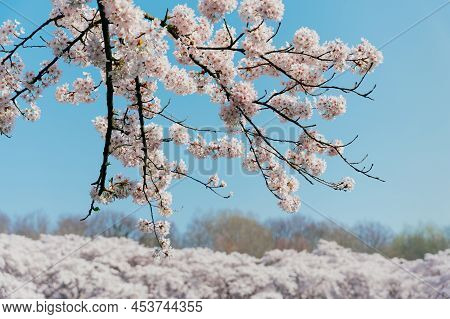 Spring Banner, Branches Of Blossoming Cherry Against Background Of Blue Sky On Nature Outdoors. Pink