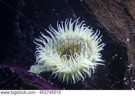 The Giant Green Anemone (anthopleura Xanthogrammica) Is A Species Of Intertidal Sea Anemone.