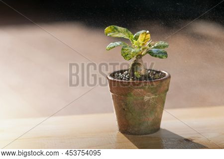 Dorstenia Foetida Variegata Or Dorstenia Plant On The Clay Pot.