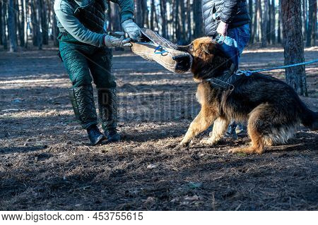 German Shepherd Sits And Holds His Bite Sleeve In His Mouth. The Owner Is Standing Next To The Anima