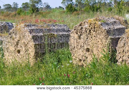 Parco archeologico. Metaponto. Basilicata. Italia.