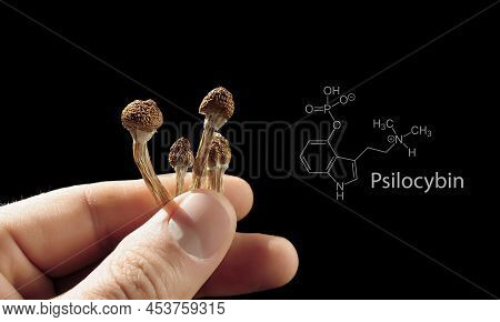 Psilocybin Mushrooms In Man's Hand On Black Background With Psilocybe Cubensis Chemical Formula. Psy