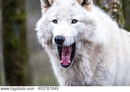 Close Up Of An Adult White Wolve Roaming In The Forest