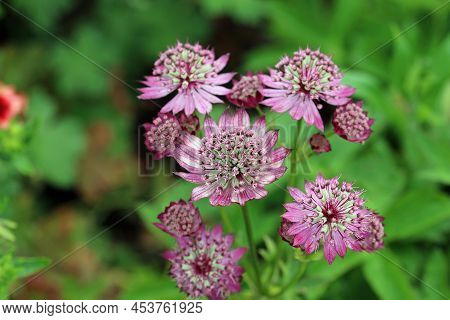 Close View Of Pink Masterwort, Astrantia Species, Flowers With Various Shades Of Light And Dark Pink