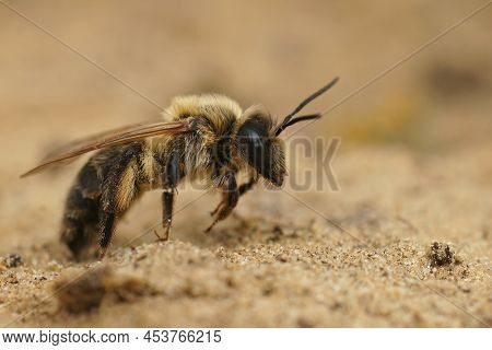 Closeup On A Chocolate Mining Bee, Andrena Scotica, Sitting On The Ground In The Field