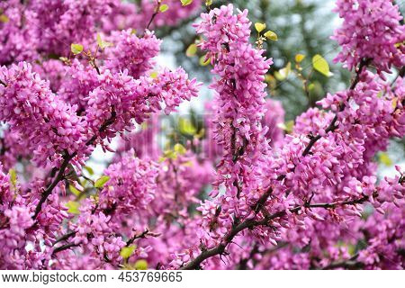 Cercis Siliquastrum Blooming Tree. Pink Flowers Background. Judas Tree Branches In Pink Blossom. Bea