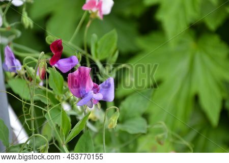 Lathyrus Flower. White And Purple Lathyrus Flowering Plant In The Garden. Fresh Green Foliage. Beaut