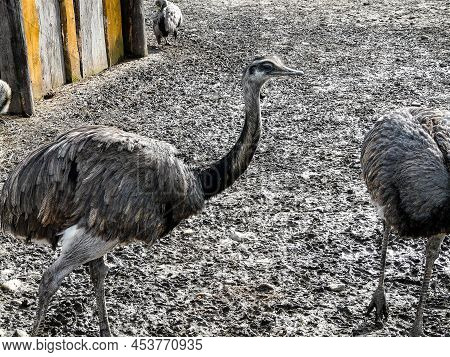 The Beautiful Rheas Birds (nandus) Or south American Ostriches