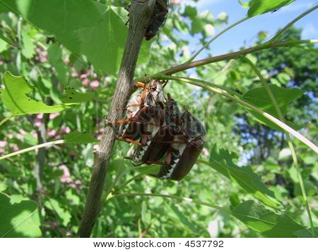 Three May-bugs On A Birch