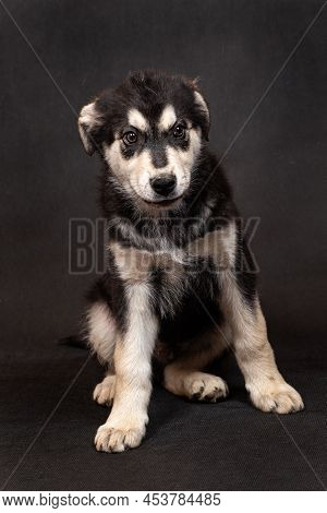 A Large Half-breed Puppy Of An Eastern European Shepherd Poses In The Studio. Color Black With Light