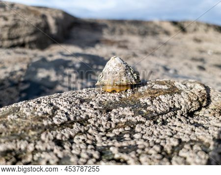 The Common Limpet, Patella Vulgata, Sea Mollusc, Is An Aquatic Snail With Uncommonly Strong Teeth.