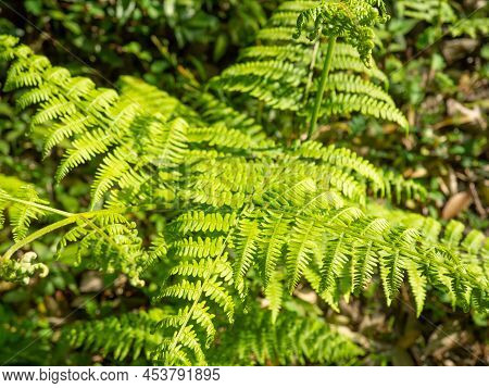 Fern Leaves Under The Rays Of The Sun. Early Spring Greenery. Leaves And Sun. Natural Background. Fe