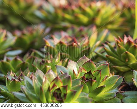 Natural Abstract Unfocused Background Of Decorative Garden Plants. Green-red Floral Background. Semp