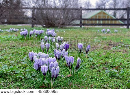 Spring Flowers Of Violet Crocuses. Crocus Tomasini Or Saffron Tomasini Is Often Referred To As Early