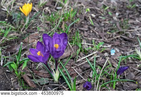 Spring Flowers Of Violet Crocuses. Crocus Tomasini Or Saffron Tomasini Is Often Referred To As Early
