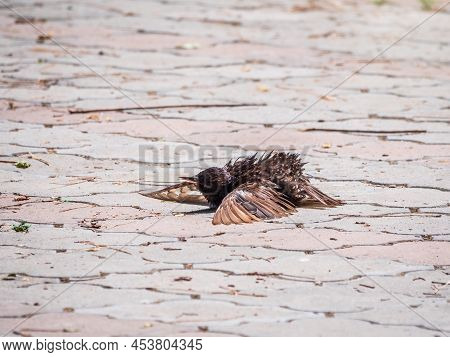 A Young Starling Is Resting On The Ground From The Heat And Spreading Its Wings. The Common Starling
