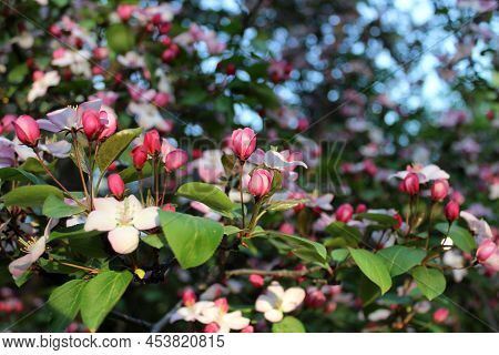 Branch Of Blooming Apple Tree With Pink Flowers And Buds. Spring Blossom Of The Tree Photo