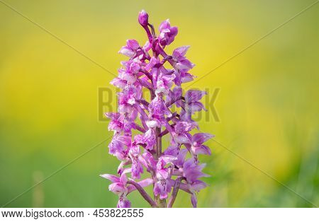 Close Up Of An Early Purple Orchid (orchis Mascula) Flower Covered In Dew