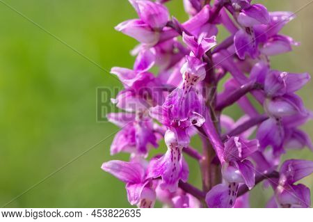 Close Up Of An Early Purple Orchid (orchis Mascula) Flower In Bloom
