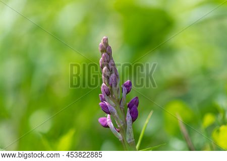 Close Up Of An Early Purple Orchid (orchis Mascula) Flower Emerging Into Bloom