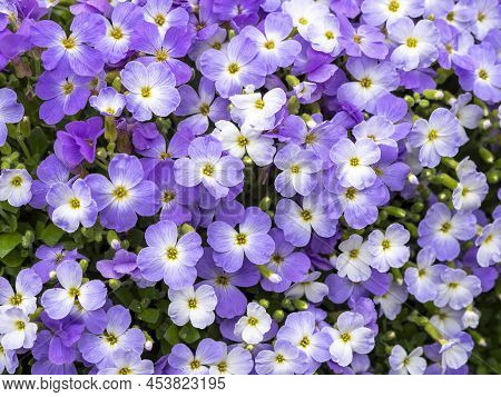 Closeup Of Aubrieta Flowers Regado Blue Bicolor