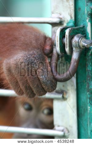 조임 Orang Utan