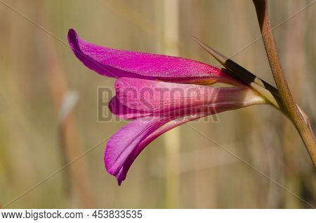 Flower Of Italian Gladiolus Gladiolus Italicus. Los Almacigos. Alajero. La Gomera. Canary Islands. S