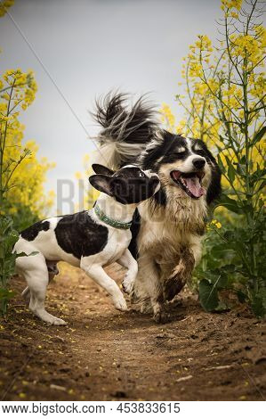 Puppy Of French Bulldog And Border Collie Is Running In Yellow Colza. He Is Running For His Breader